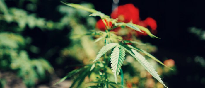 types of CBD