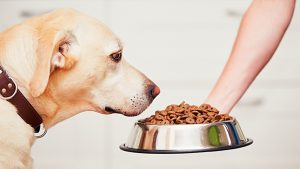 Dogs food and its treats in online