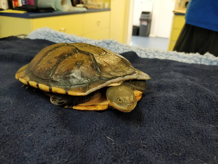 turtle shell repair