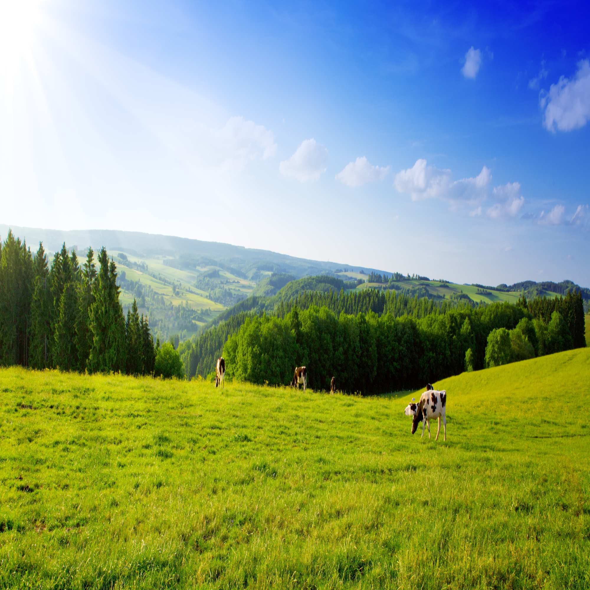 pasture grass seed